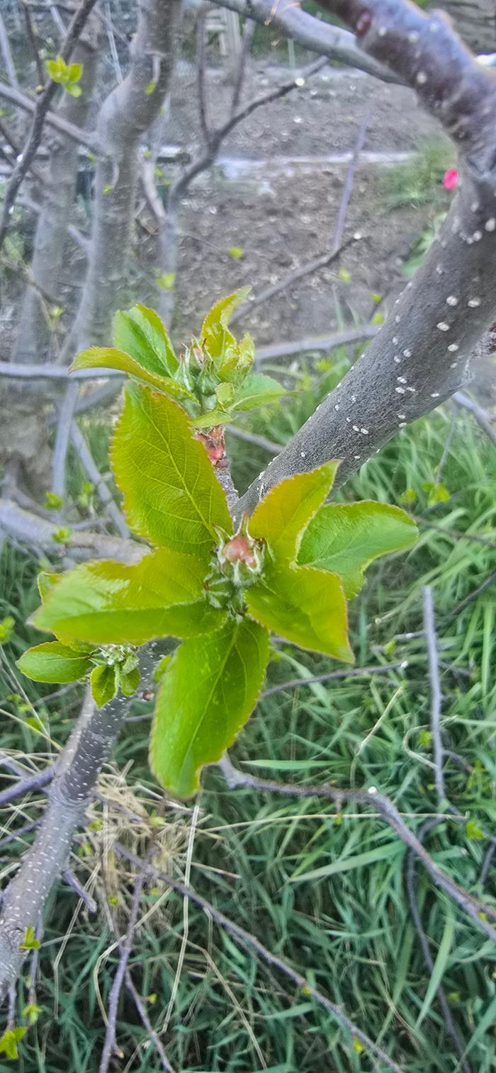 Apple blossoms