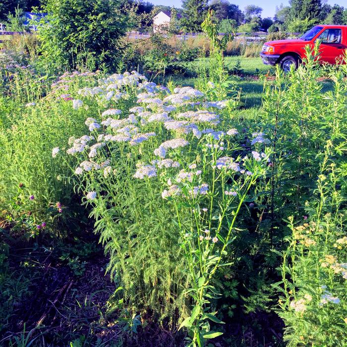 tall white flowers