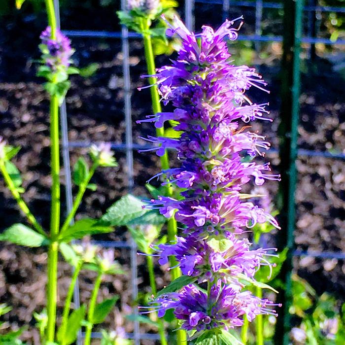purple Korean hyssop flower