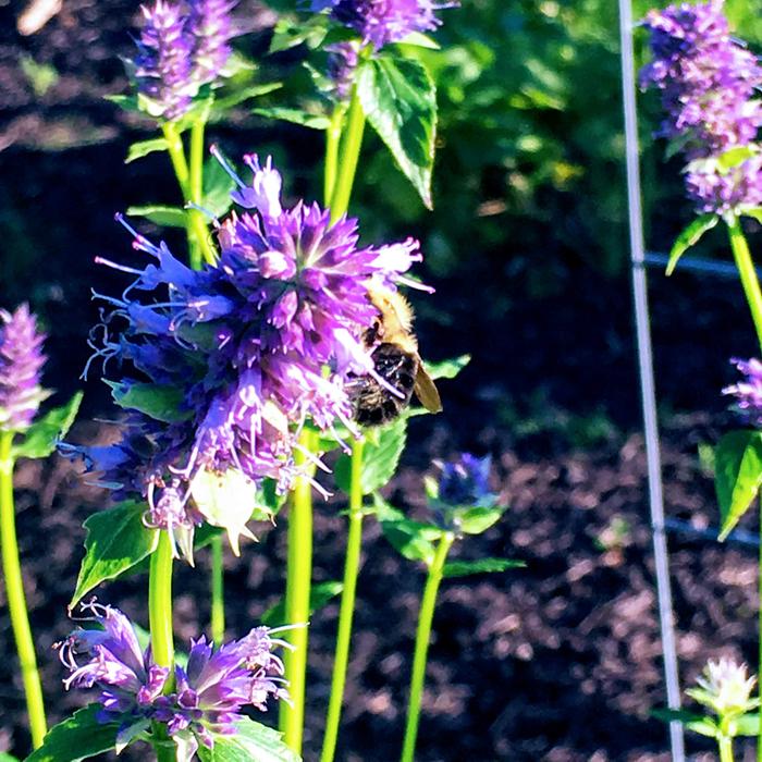 Korean hyssop flowers