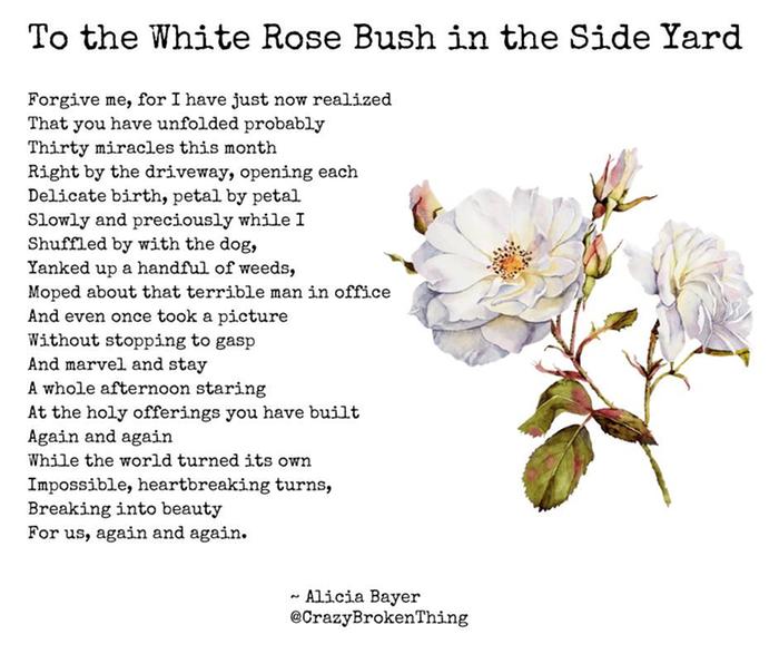 [Thumbnail for to-the-white-rose.jpg]