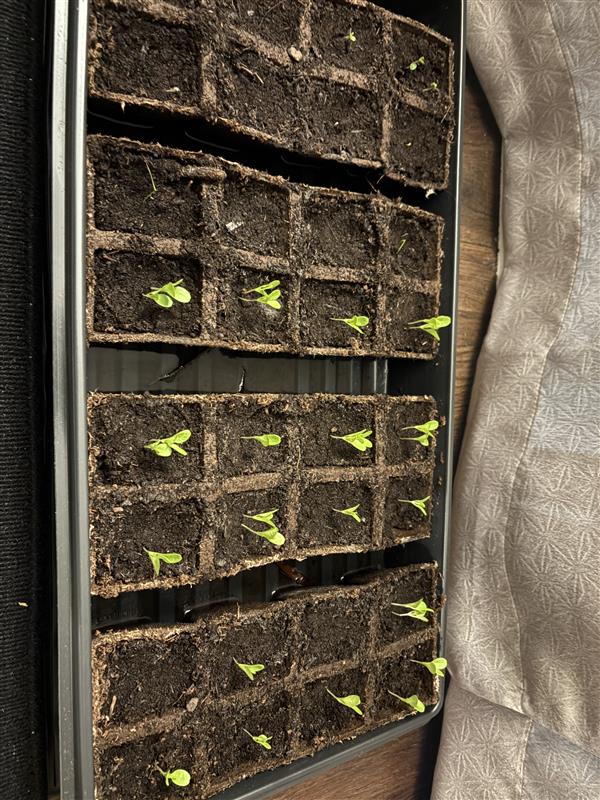 The lettuce seedlings along with the other seeds starting to sprout