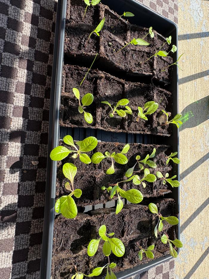All the seedlings. Some jaloro jalapenos and basil on the left.
