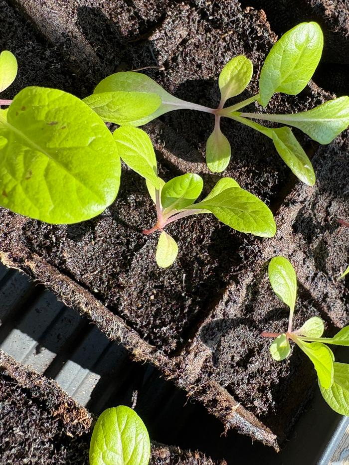 Yellow leaf in the center visible