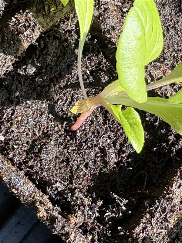 Yellowing/shriveling on a lettuce visible