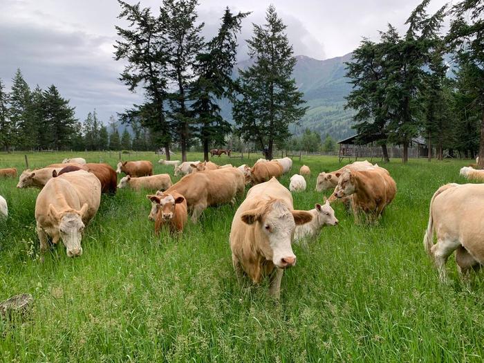 B.C. Organic Cattle Ranch 