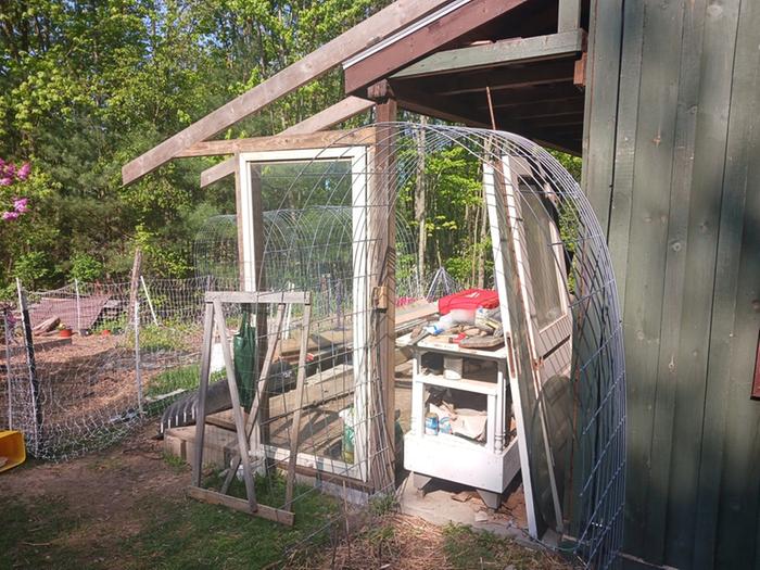 [Thumbnail for greenhouse-project-and-grape-trellis.jpg]