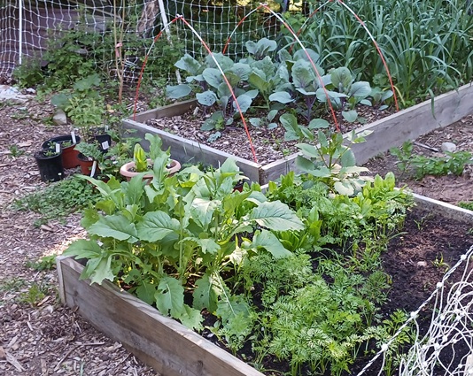 [Thumbnail for beets-carrots-cabbage-garlic.jpg]