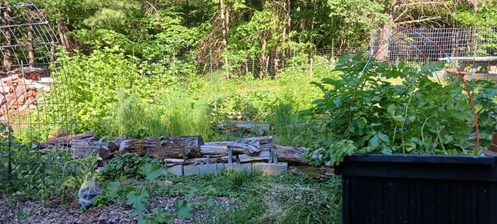 [Thumbnail for tomato-trellis.strawberryterrace.raspberry-hugel-squash.jpg]