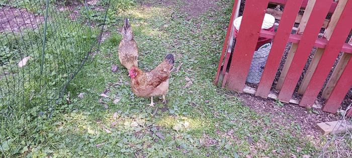 [Thumbnail for compost-bin.jpg]