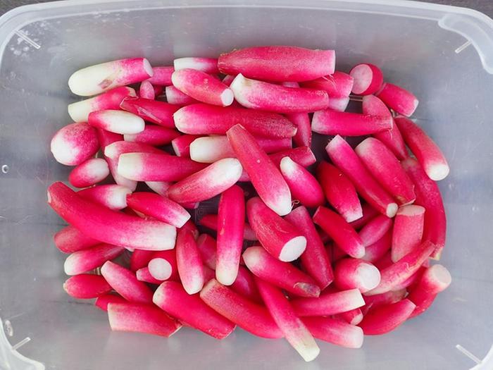 First radishes