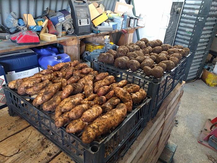potatoes drying in barn