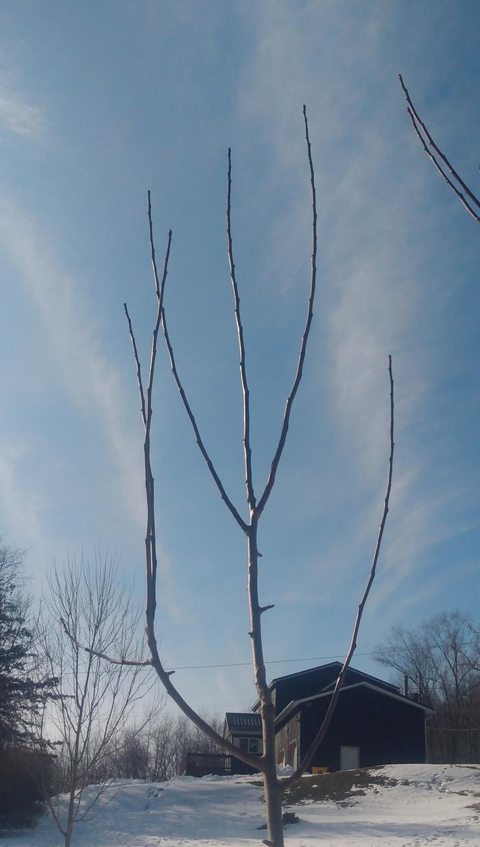 [Thumbnail for Pruning-question-2026.jpg]