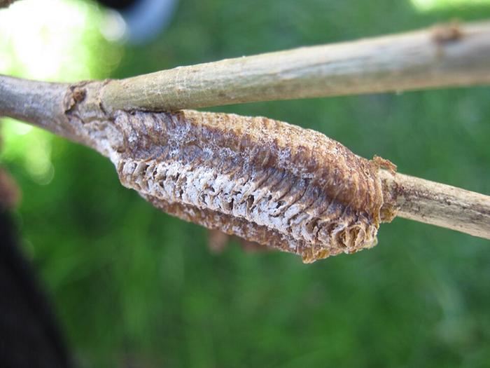 carolina mantis egg case