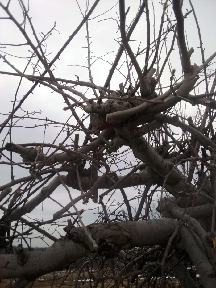 [Thumbnail for Nest2.jpg]