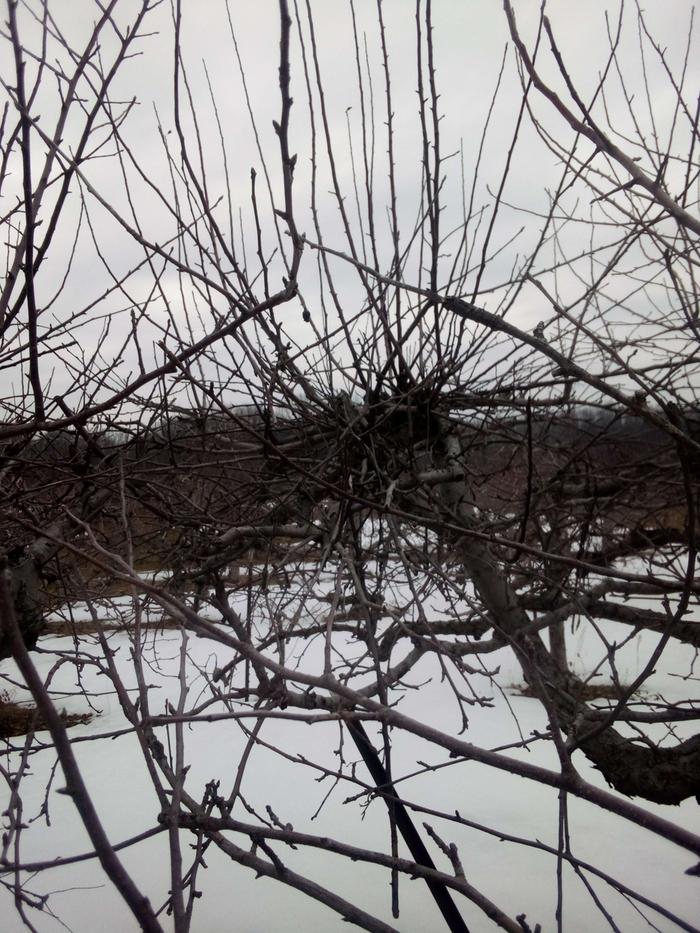 [Thumbnail for nest3.jpg]