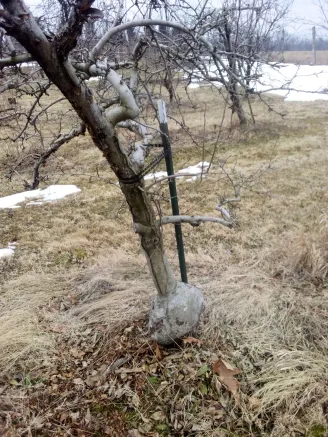 apple tree with swollen stem