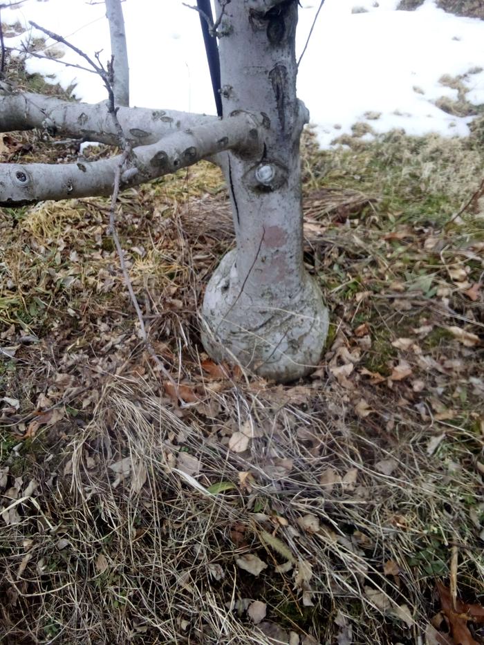 swollen stem at apple tree graft