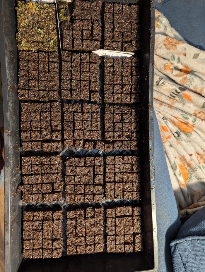 Round 2 seed starting 2026