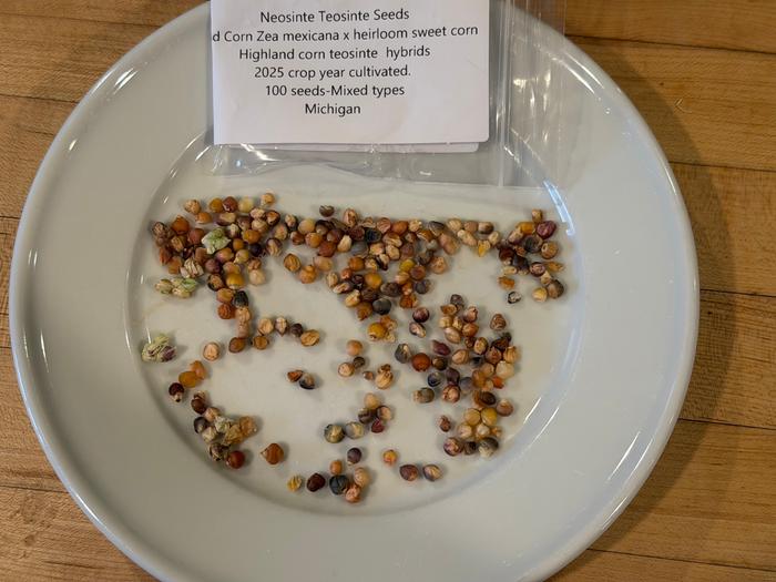 Neosinte is in the house!