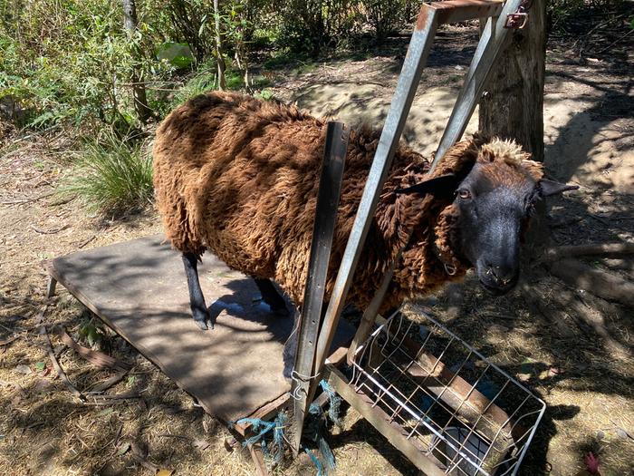 [Thumbnail for IMG_4098-wren-on-the-milking-stand.JPG]