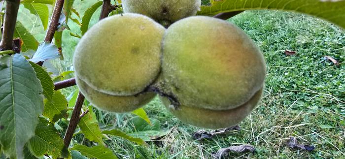 Conjoined peach 
