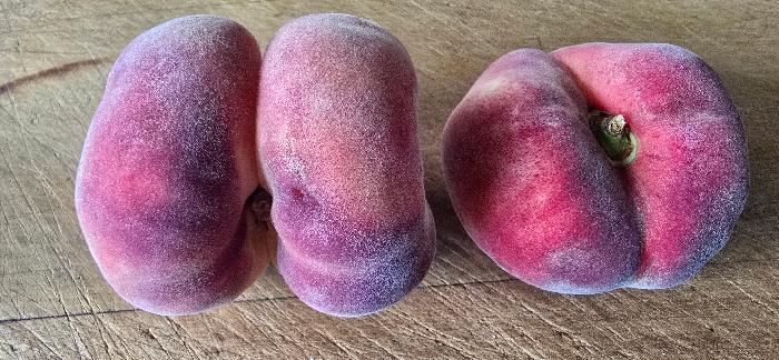 Conjoined flatto peach