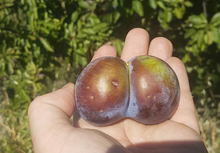 [Thumbnail for pair-of-plums.jpg]
