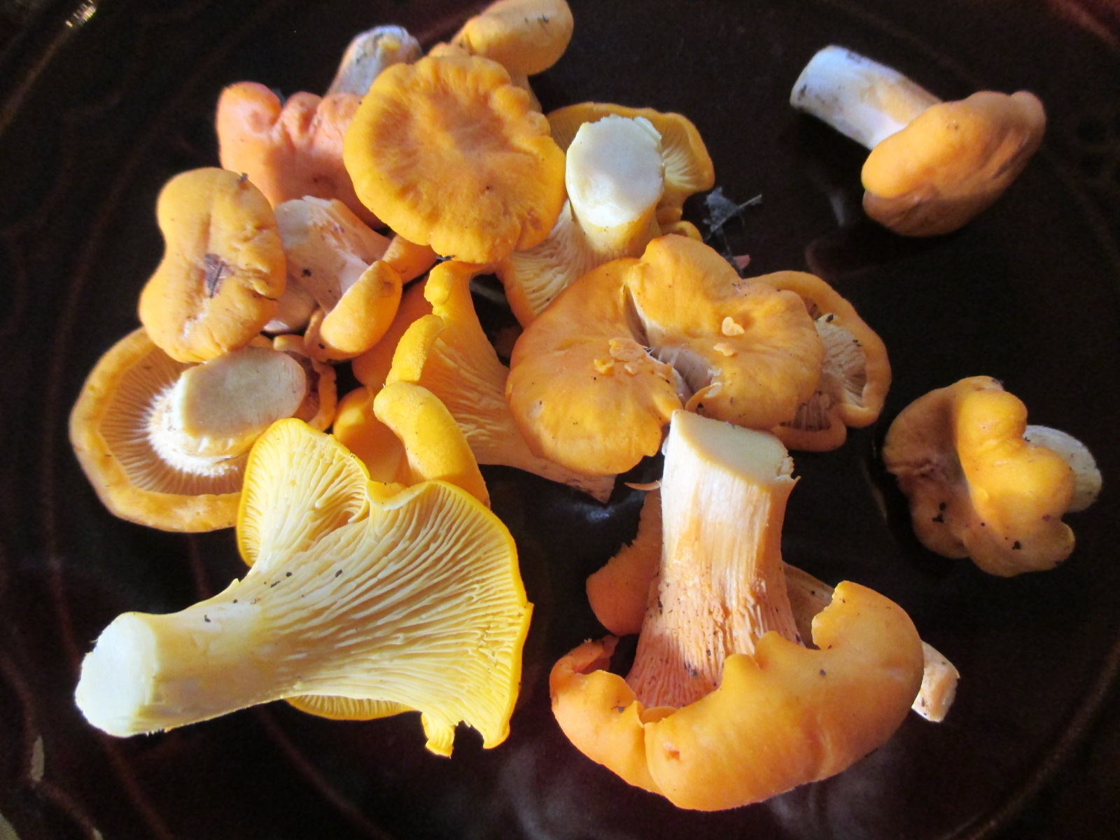 harvesting and eating chanterelle (c. cibarius) and smooth chanterelle