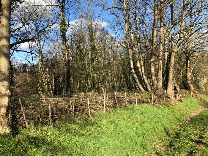 A mixed hedge I started work on 2 years ago