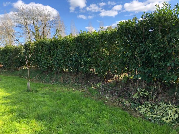 A laurel hedge I planted to give me some protection from the southwest wind, a to rejoice the spray drift from my farmer neighbor