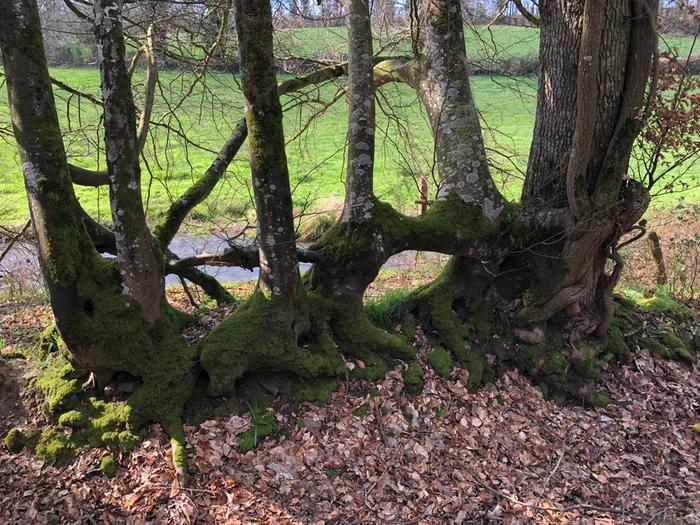 A very old laid beech hedge, I have plans to restore 
