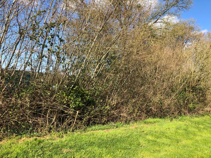 For next winter, a mixed hedge to be laid