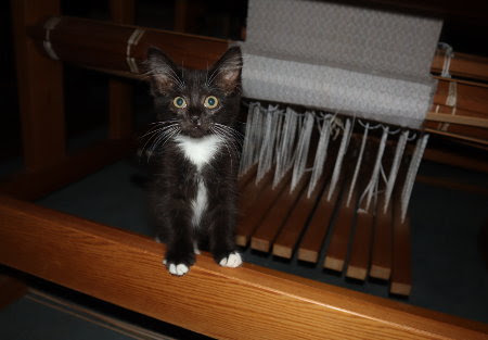 Hi. My name is Violet and I love to play with string!
