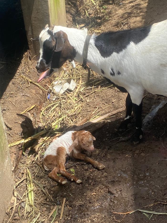 [Thumbnail for IMG_6335.jpeg]