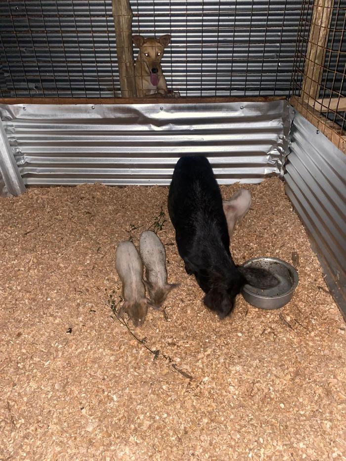 [Thumbnail for IMG_6371.jpeg]