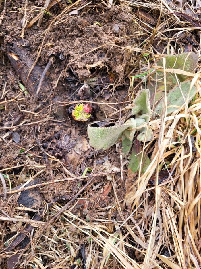 Sneaky rhubarb that Stephen was very happy to find at the Abbey.