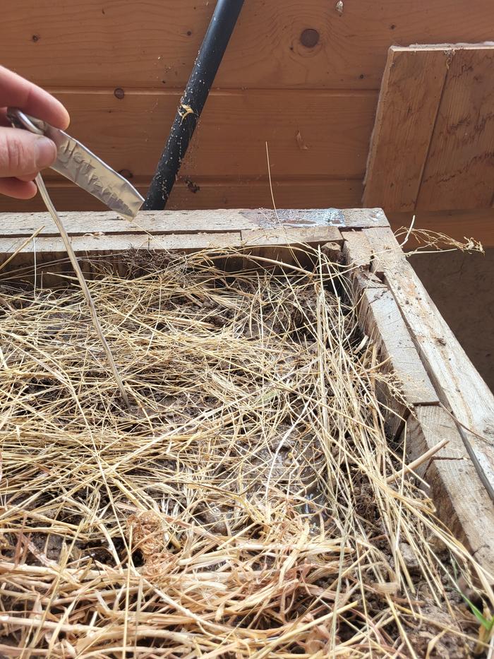 Hot peppers planted in the WOFATI Greenhouse.