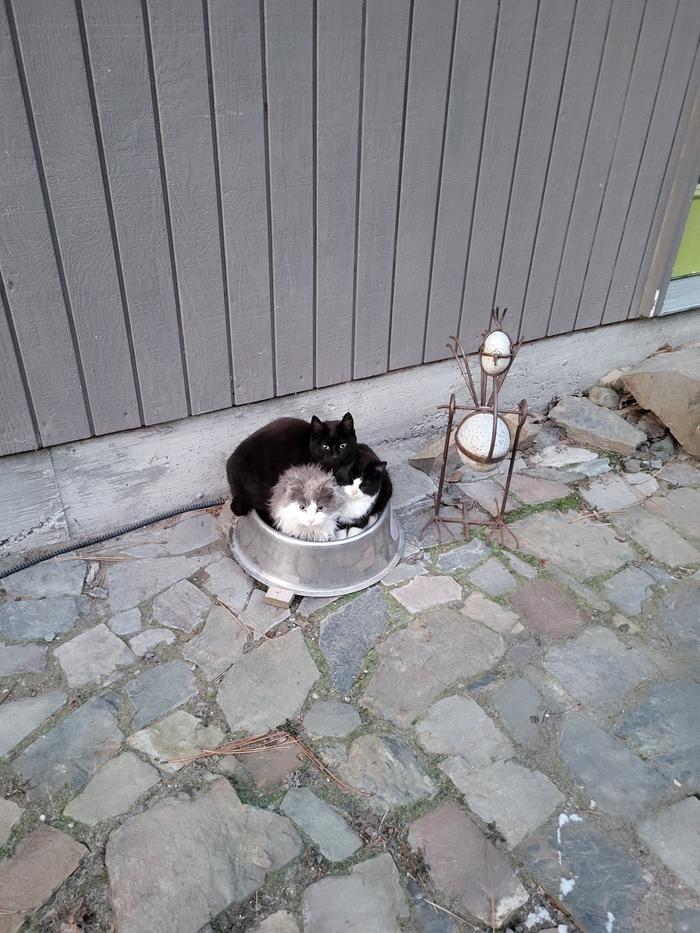 I don't usually post cat pictures, but I saw this on the way to the Rav to head to the Lab... too cute!