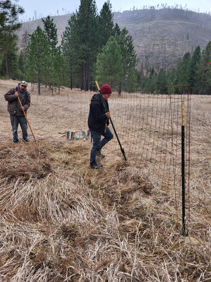 At Dances with Pigs Meadow to plant our fruit tree nursery.