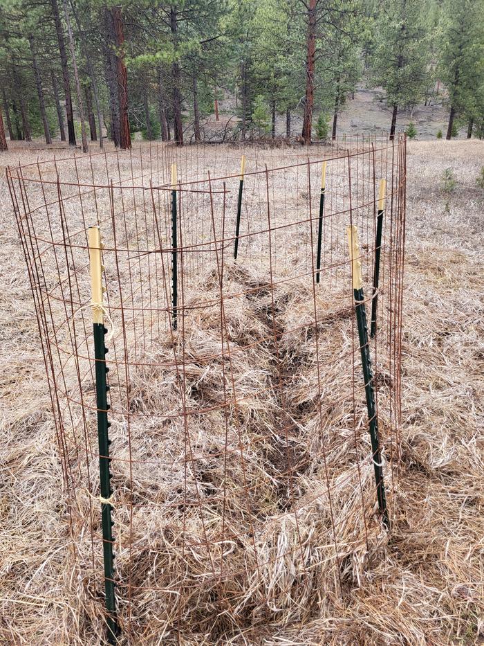 The completed "nursey" in the Meadow -- apple (of course), apricots, and plums planted.