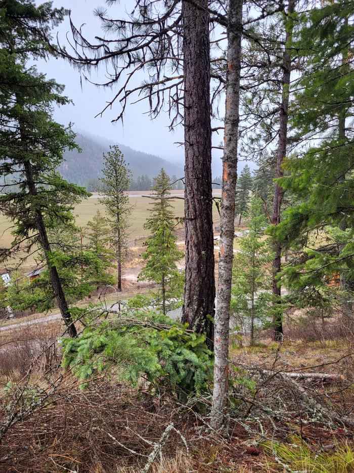 The tree I selected for my first ever felling...