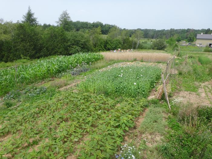 [Thumbnail for 19-garden6.JPG]