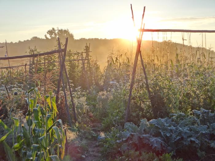 [Thumbnail for 64-Sunrise-in-Long-Field-Garden.JPG]