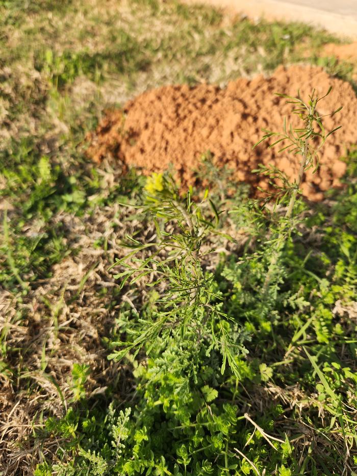 Plant #1: Blueish green feathery foliage 4"-6" tall