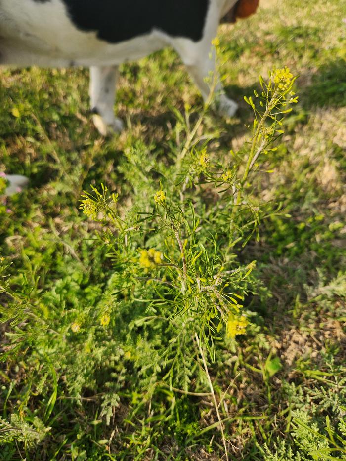 Duncan walked behind a different specimen of Plant #1