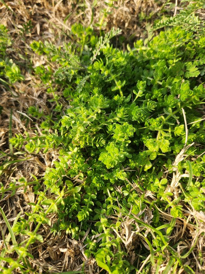 Looks like a sedum, but the texture is softer.