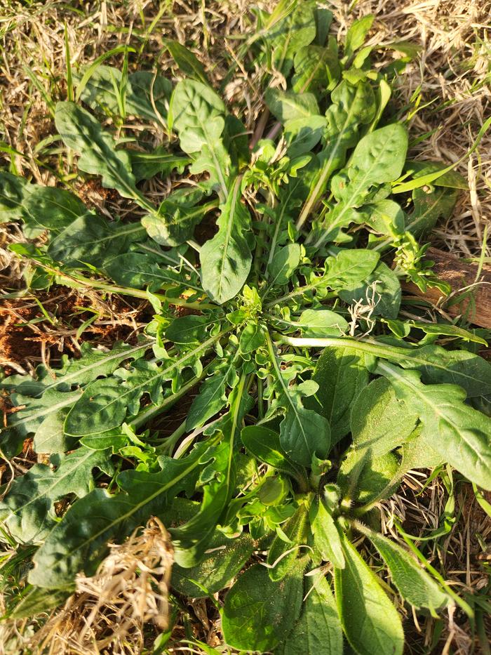 Different Specimen of Plant #3