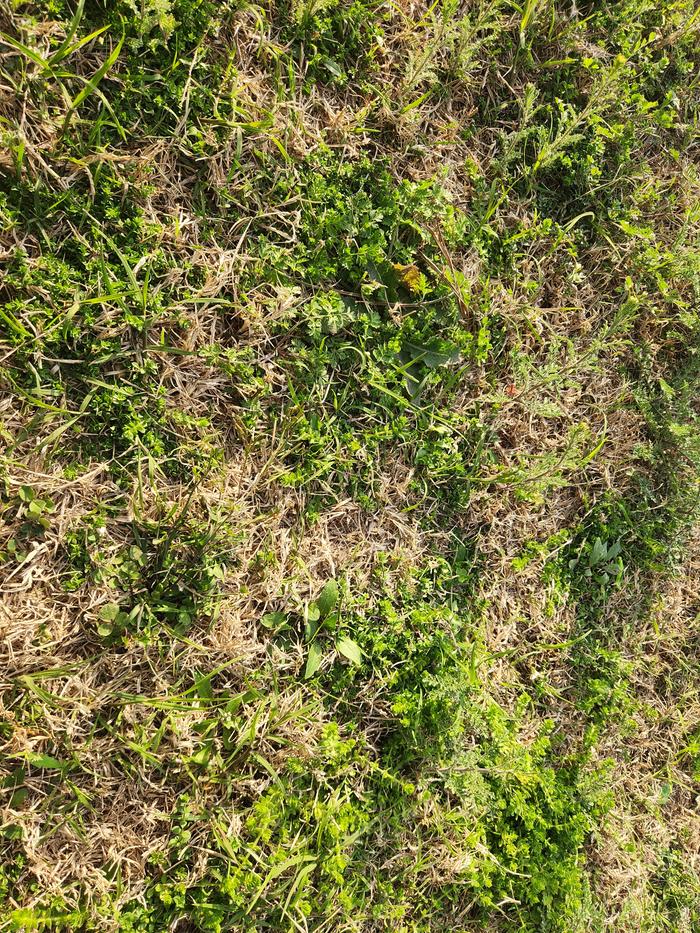 Small patch of the yard where these such plants grow.