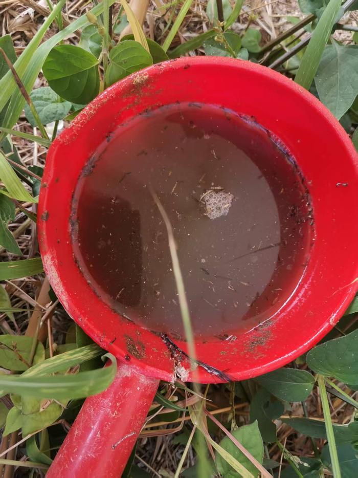  worms swimming around 